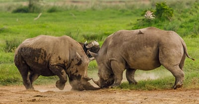HubSpot vs. Marketo vs. Pardot: the Showdown